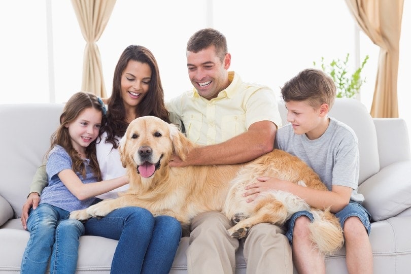 a portrait of a happy family stroking Golden Retriever on their laps