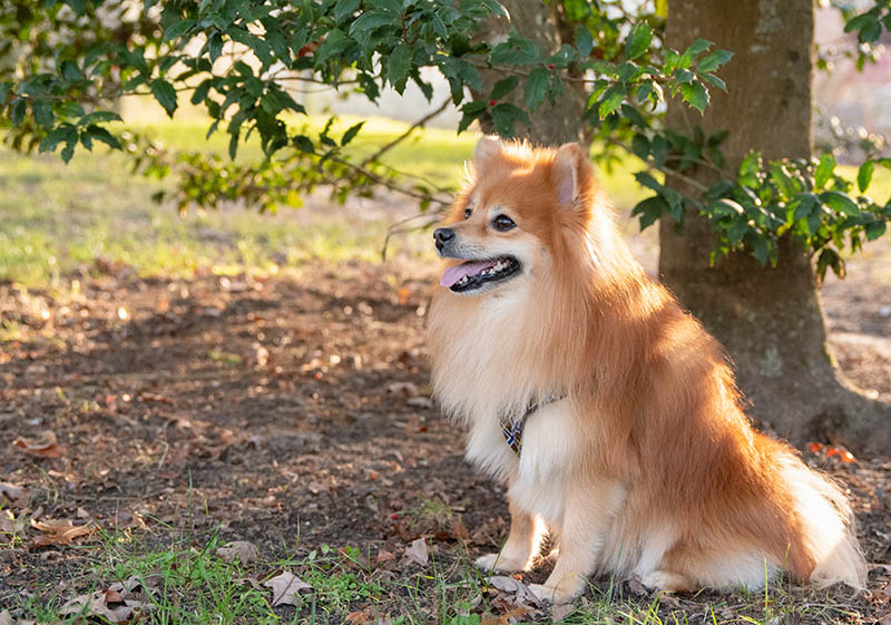 Happy red sable fox faced Pomeranian dog sitting under the shade of a tree