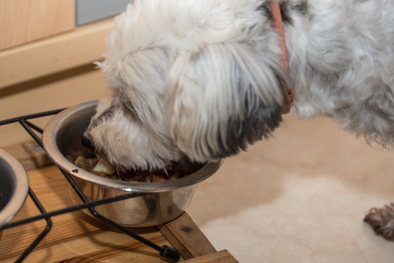 Havanese dog eating from a raised bowl