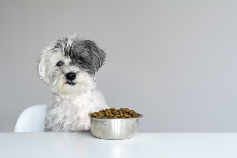 Havanese puppy about to eat his food