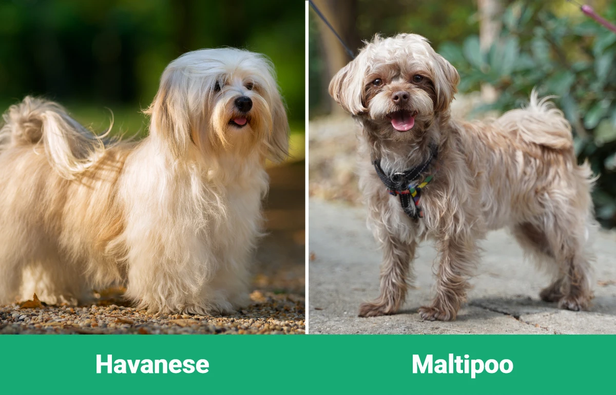 Havanese vs Maltipoo - Visual Differences