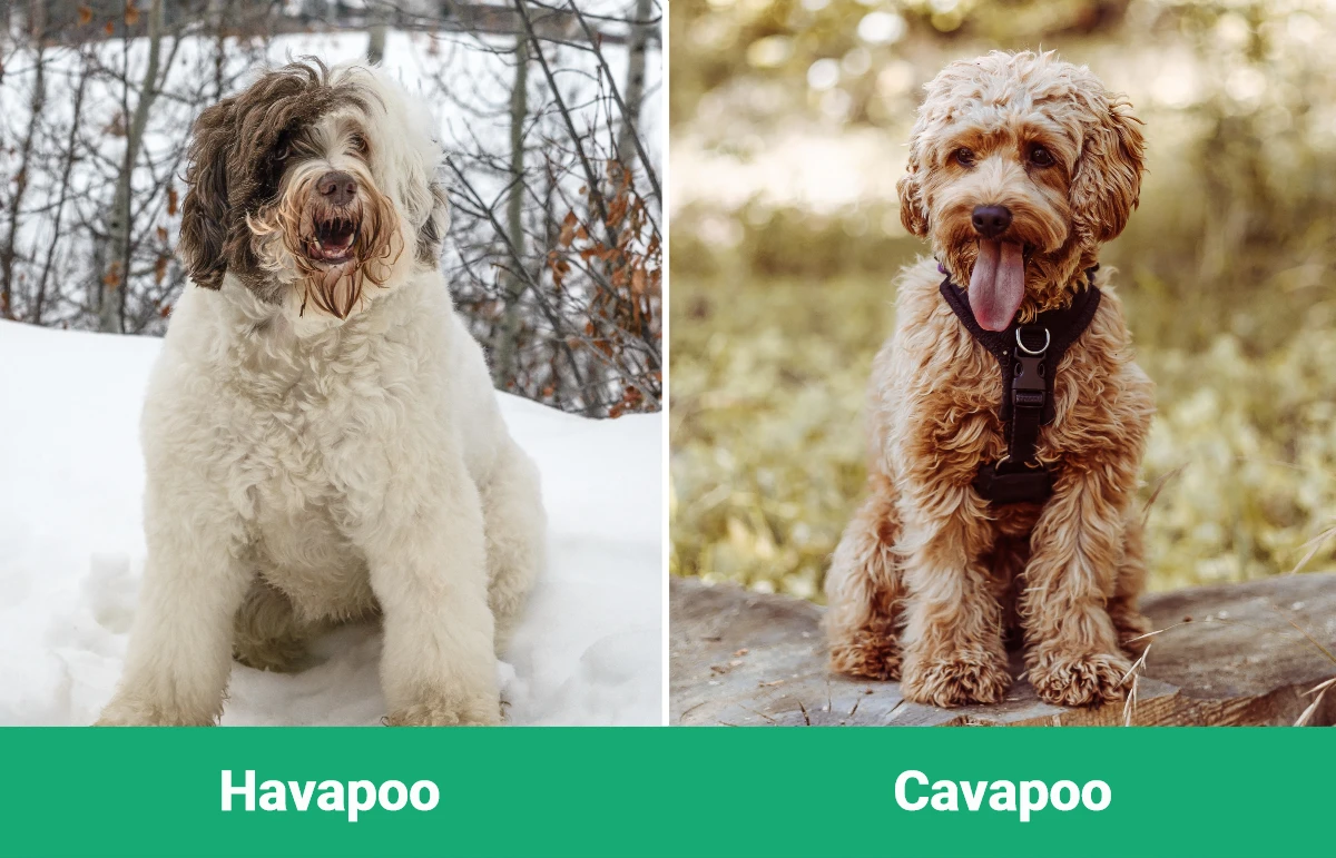 Havapoo vs Cavapoo - Visual Differences
