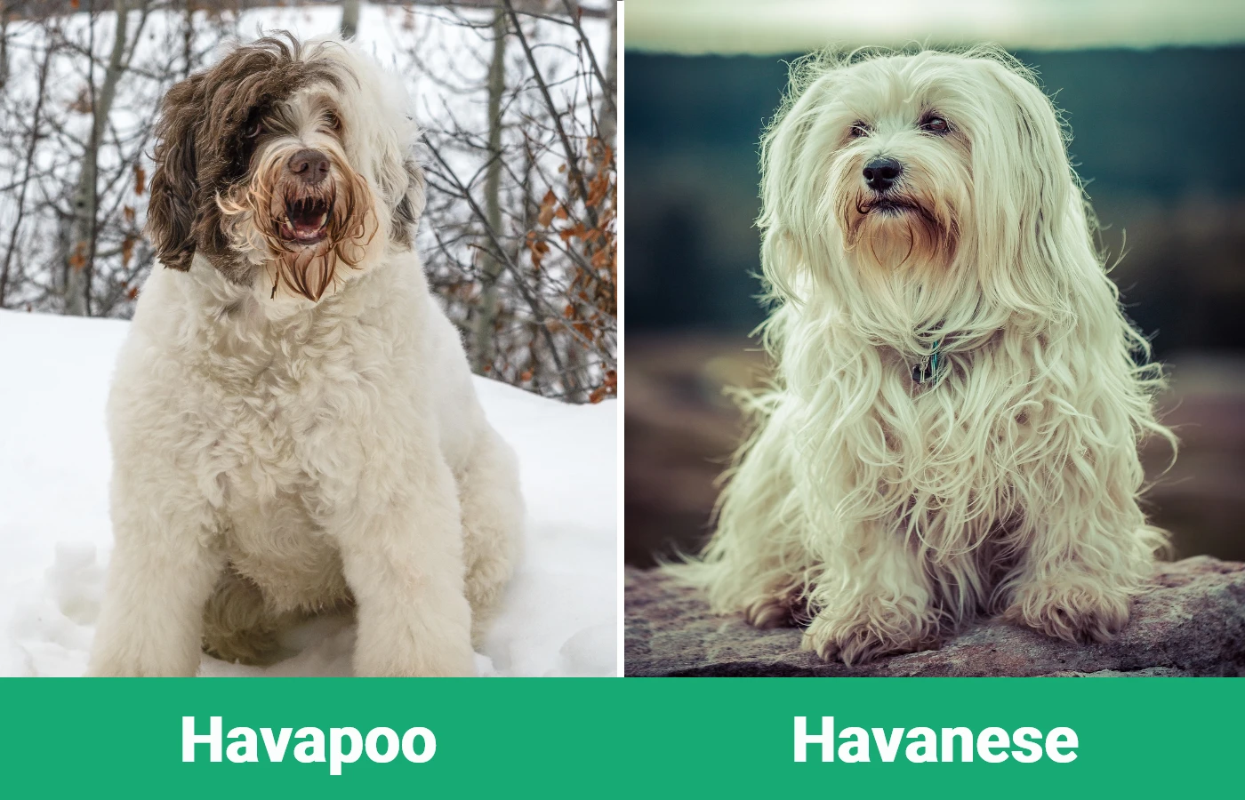 Havapoo vs Havanese - Visual Differences