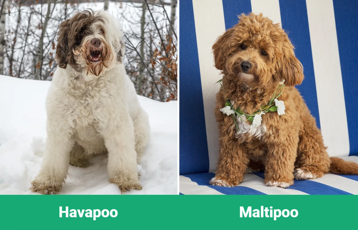 Havapoo vs Maltipoo - Visual Differences
