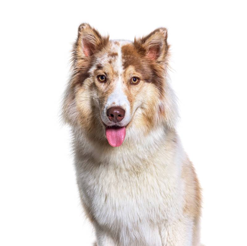 Head shot of a Aussie Husky dog on white background