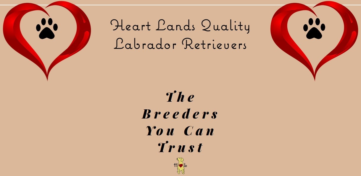 Heartlands Quality Labrador Retrievers