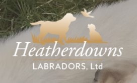 Heatherdowns Labradors
