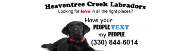 Heaventree Creek Labradors
