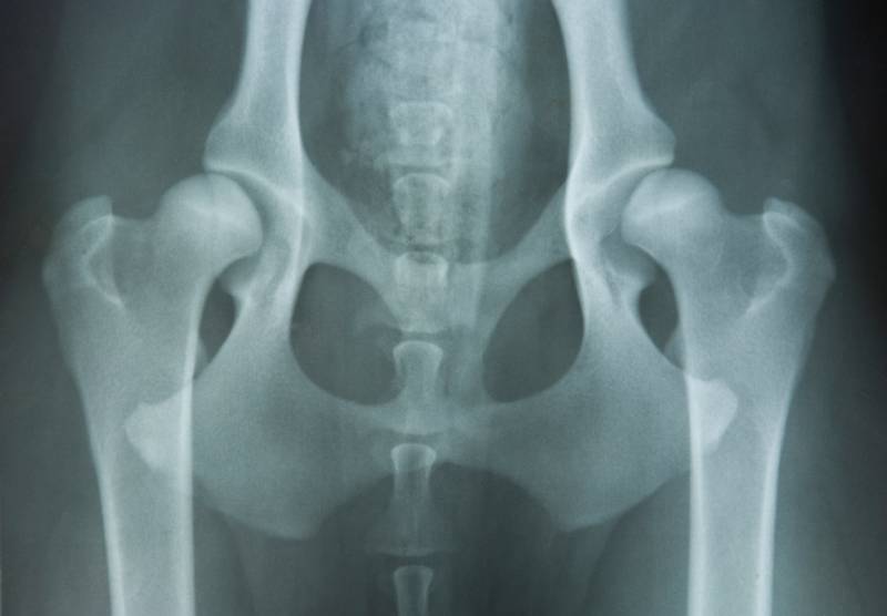 Hip dysplasia of an 14 month old hovawart dog