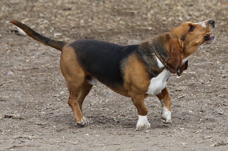 Howling basset hound in off leash dog park