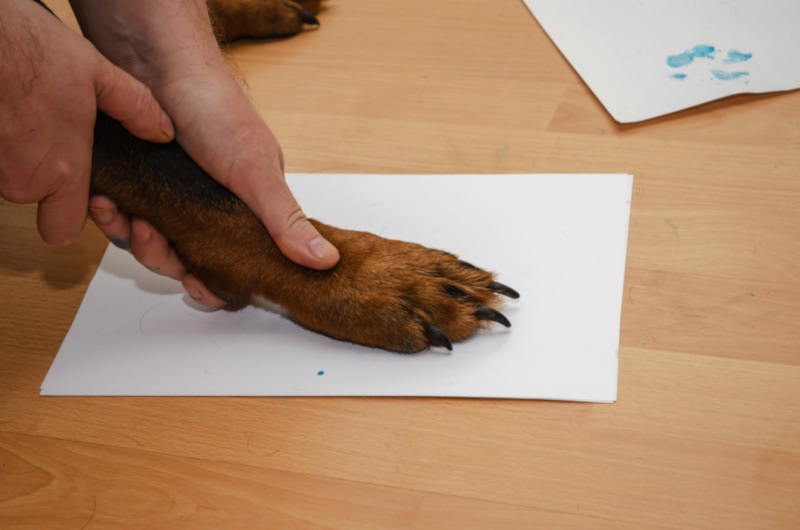 Human guiding dog's hand on the paper
