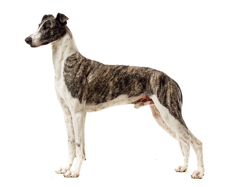 Hungarian greyhound standard in a white studio