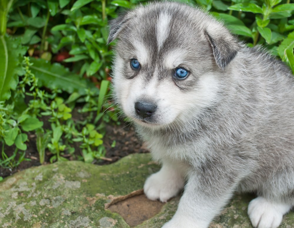 Huskimo puppy with blue eyes