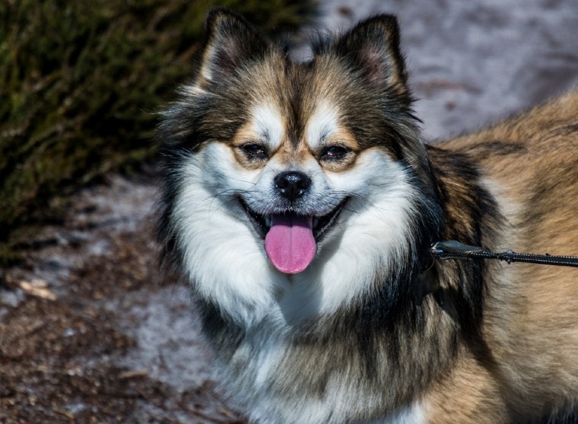 Husky-Chi outdoor tongue out