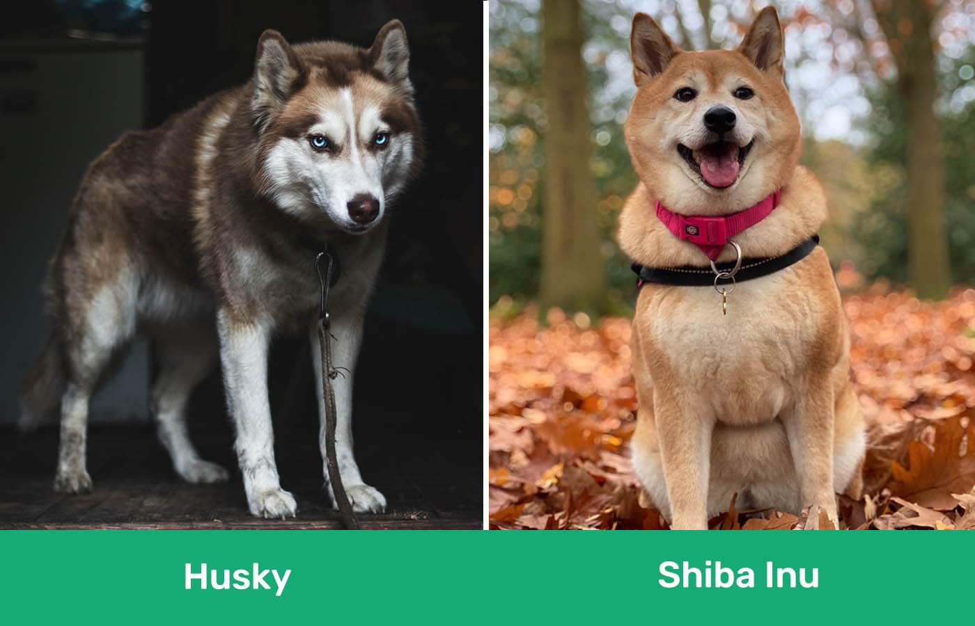 Husky vs Shiba Inu side by side