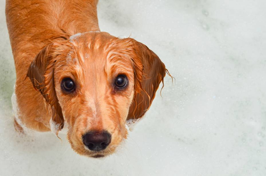 Hygenhund taking bath_SGM_Shutterstock