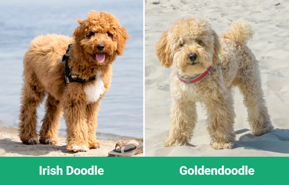 Irish Doodle vs Goldendoodle - Visual Differences