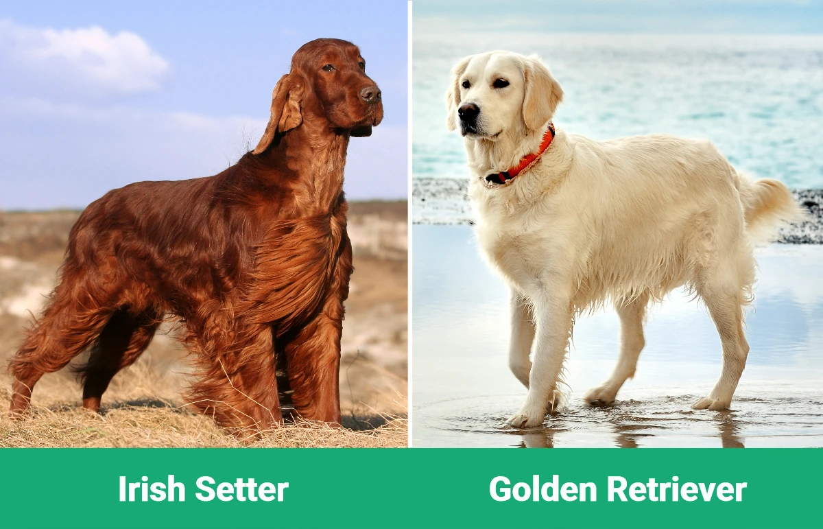 Irish Setter vs Golden Retriever - Visual Differences