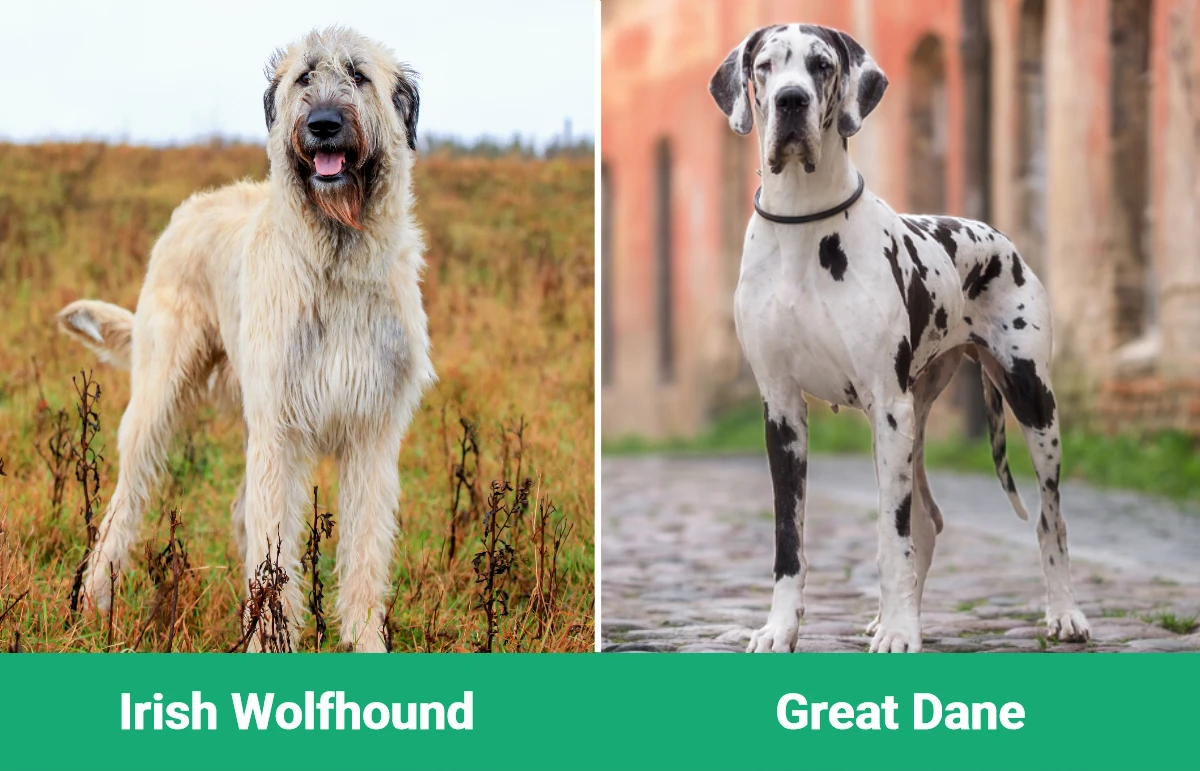 Irish Wolfhound vs Great Dane - Visual Differences