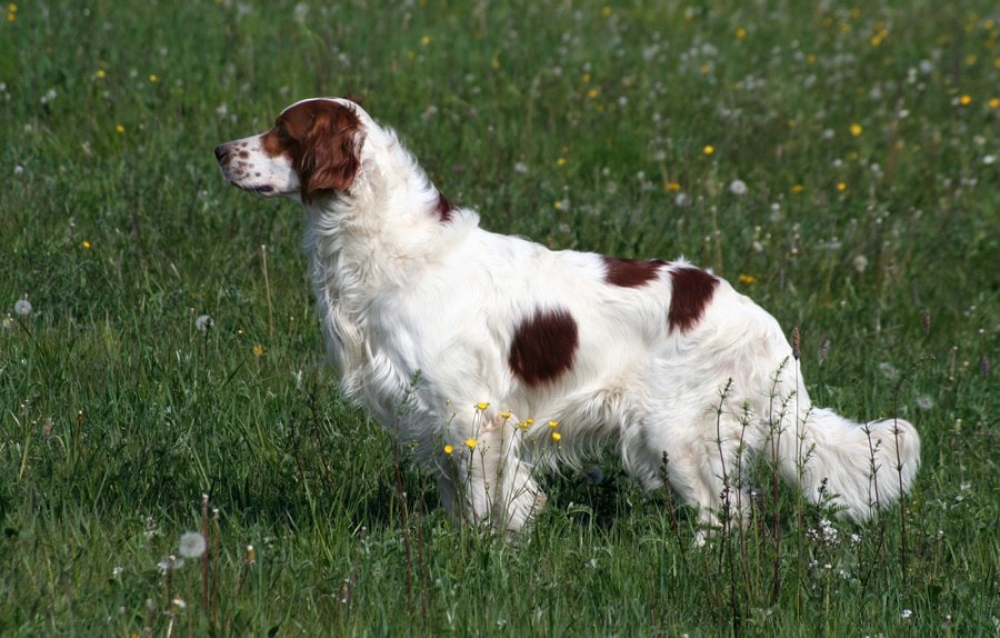 Irish red and white setter dog standing in the field