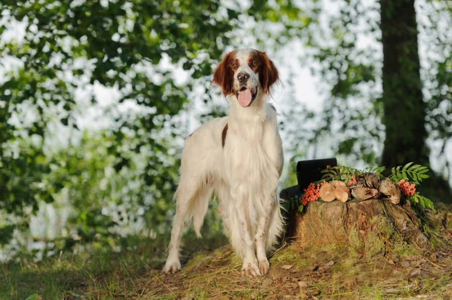 Irish red and white setter near to trophies