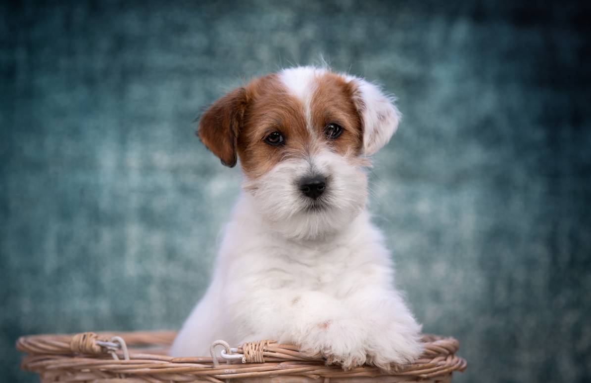 Jack Russell Terrier German Shepherd close up_OlesyaNickolaeva_Shutterstock