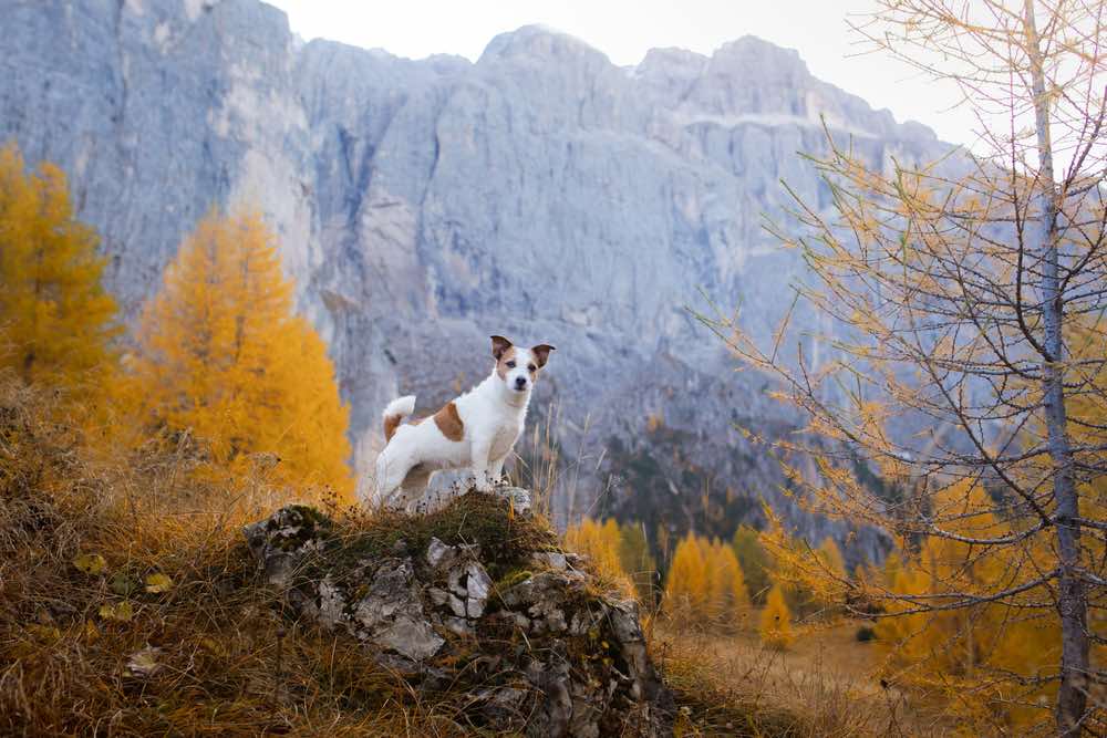 Jack Russell Terrier hiking in mountains