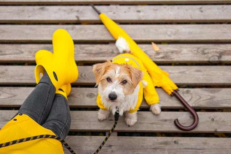 Jack Russell Terrier puppy in a yellow raincoat sits in the rain