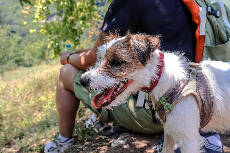 Jack Russell Terrier resting in nature in summer. Hunting dog on a walk in a hike