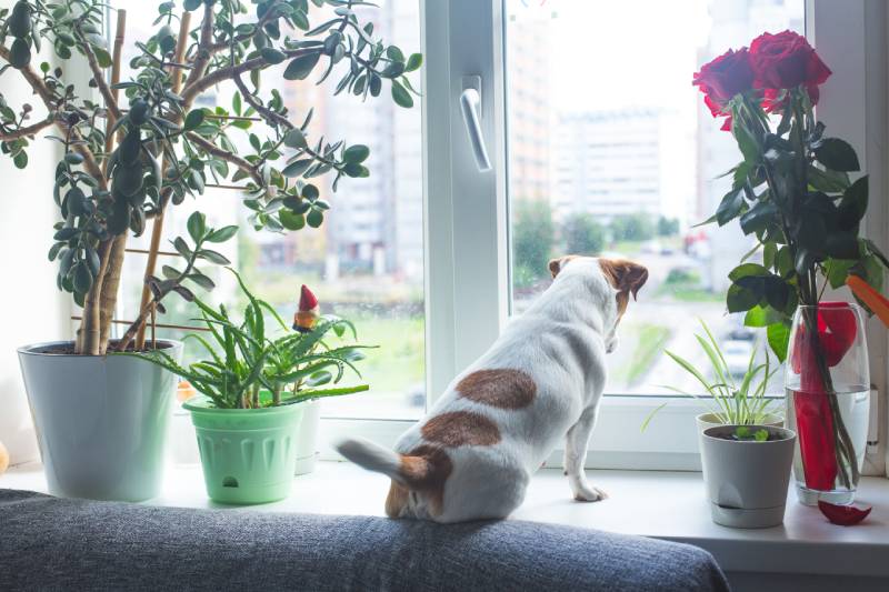 Jack Russell Terrier dog sits on the windowsill next to the houseplants and looks out the window