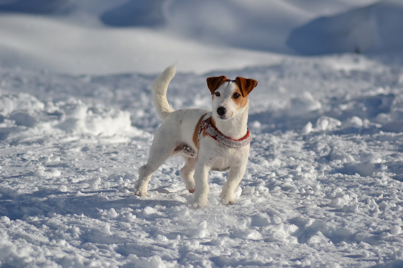 Jack Russell Terrier standing in snow