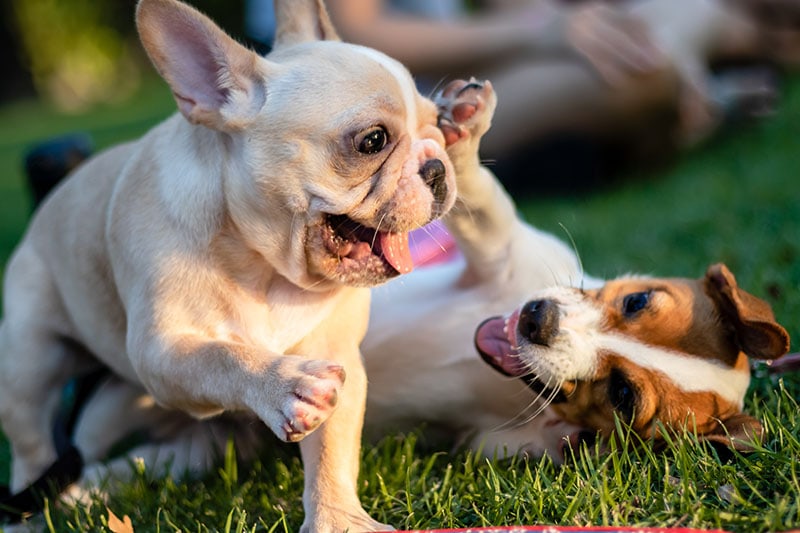 Jack Russell and French Bulldog Puppy, dog playing the park, relax pet, animal funny, Two puppy playing on green grass