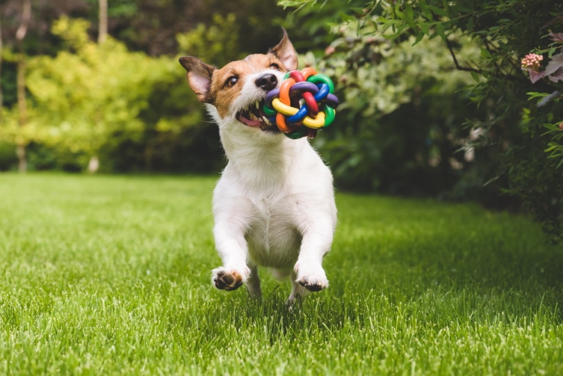 Jack russel terrier with toy in mouth running