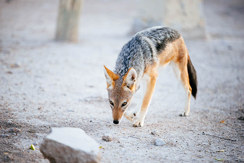 Jackal on a camping site