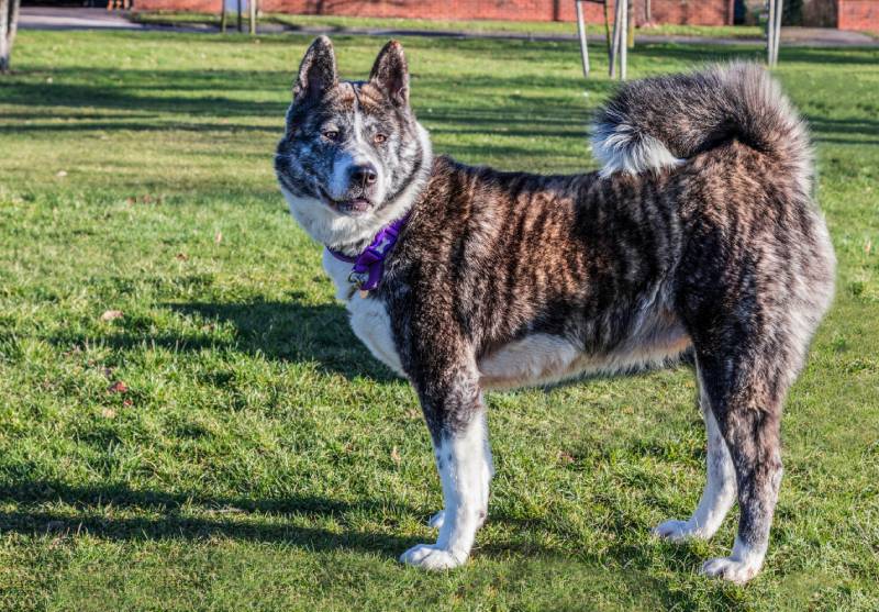 Japanese Akita brindle dog standing on grass in a park
