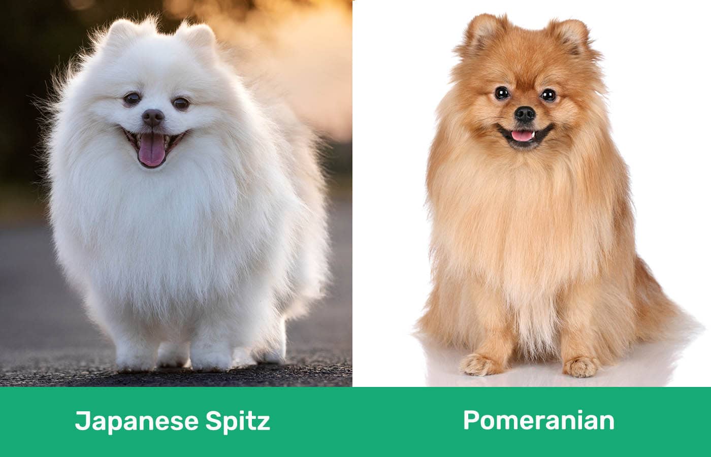 Japanese Spitz vs Pomeranian side by side