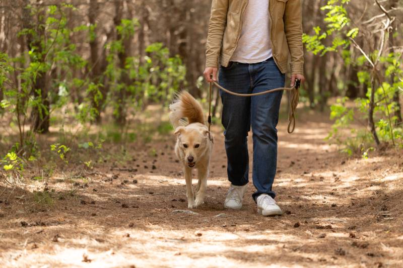 Jindo dog walking with owner outdoors