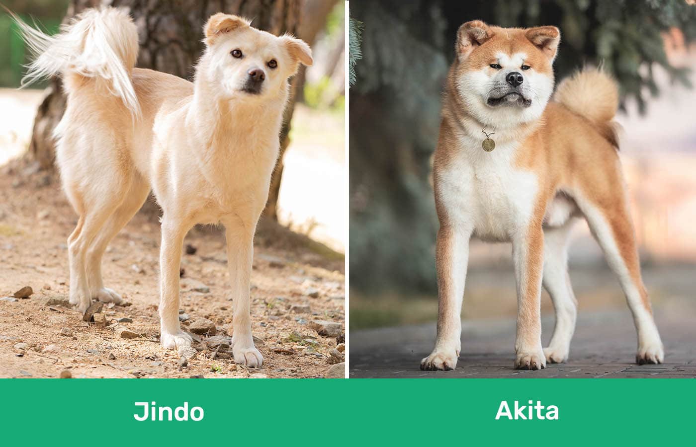 Jindo vs Akita side by side