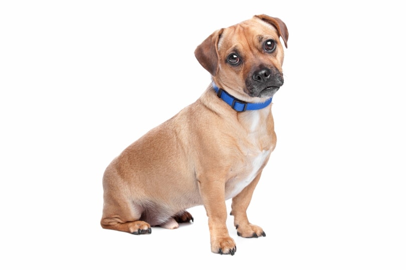 Jug dog mix breed_Erik Lam_Shutterstock