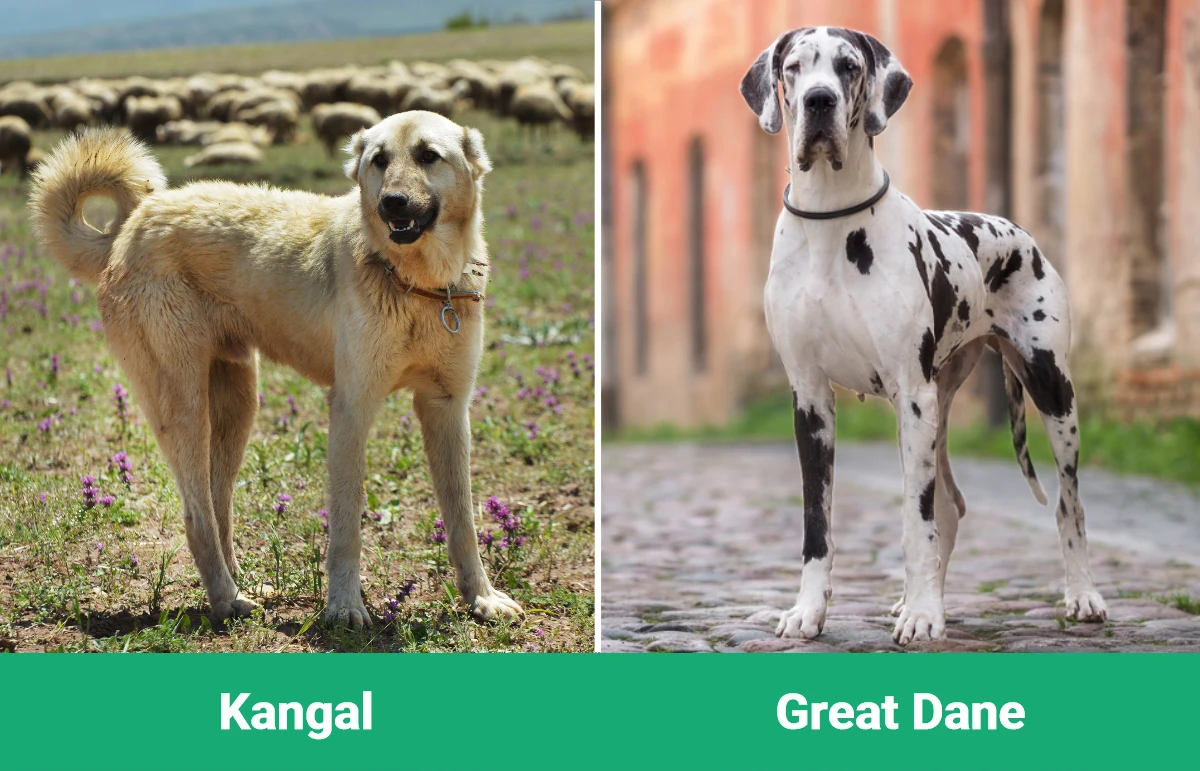 Kangal vs Great Dane - Visual Differences