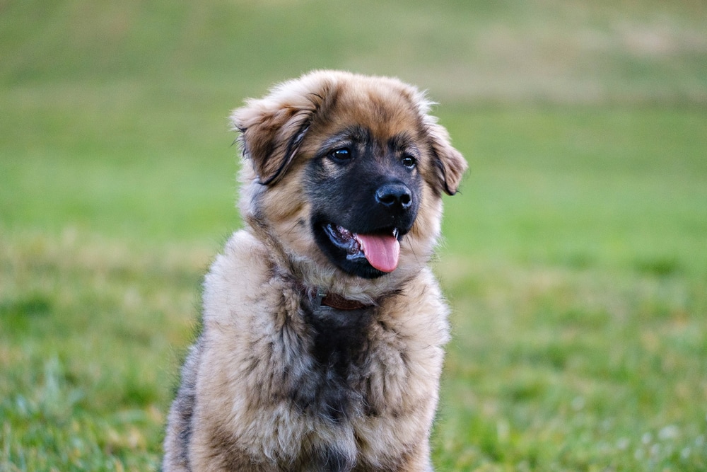 Karst Shepherd puppy