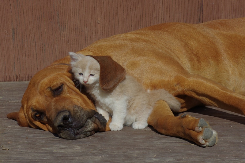 Kitten under Bloodhound ear