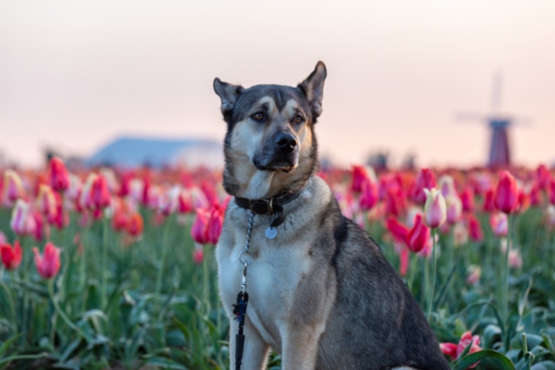 Kunming Wolfdog sitting in a tulip field