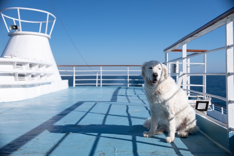 Kuvasz dog sunbathing on ship deck
