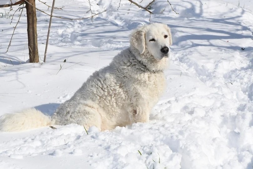 Kuvasz sitting in the snow