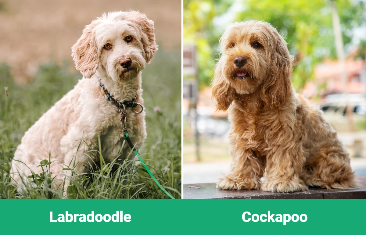 Labradoodle vs Cockapoo - Visual Differences