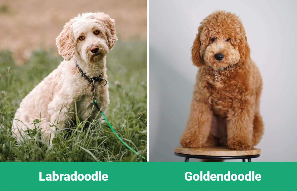 Labradoodle vs Goldendoodle - Visual Differences