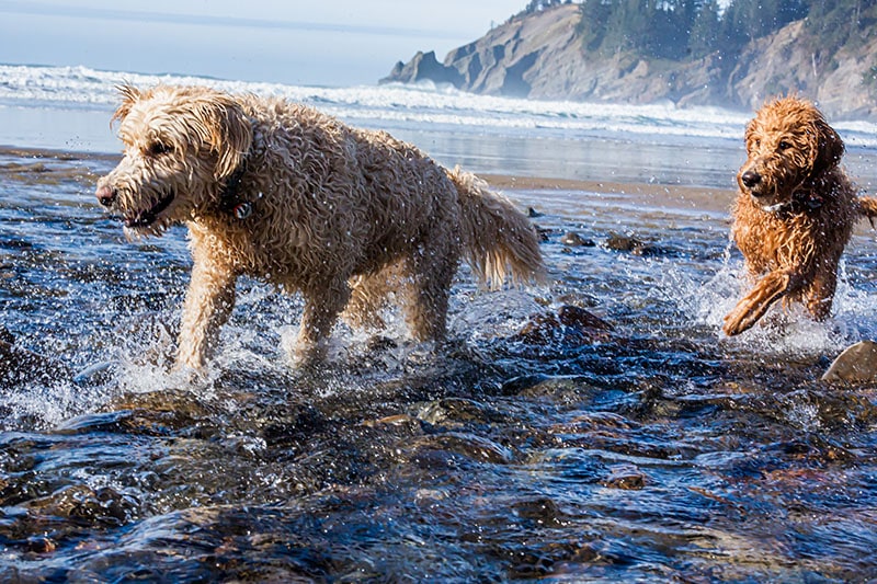 Labradoodle's play in the ocean and beach along the Oregon coast in winter