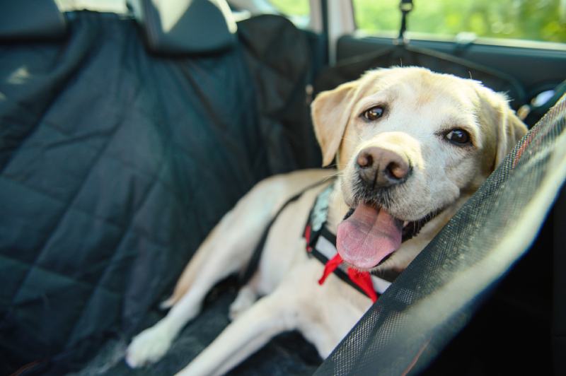 Labrador dog in the car sitting in a car seat hammock