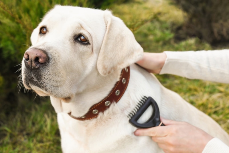 Labrador retriever getting coat brushed